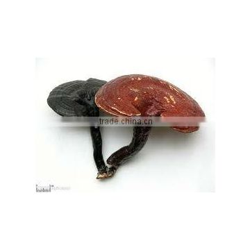 Buy Organic Ganoderma Extract