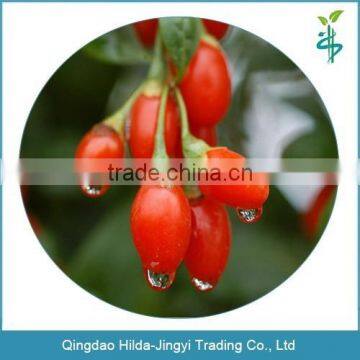 Chinese high quality fresh goji berries