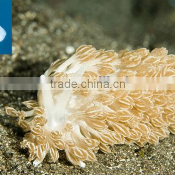 Aquarium supplies crystal salt coral reef sea coral