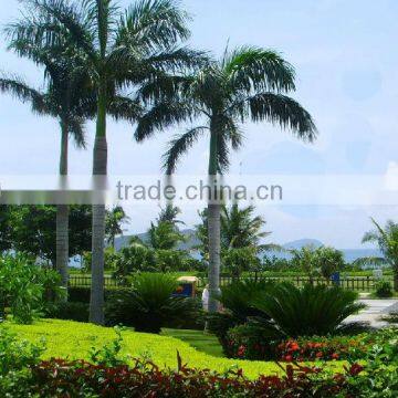 SJ2001115Outdoor Decorative Garden Plastic Trees Cocount Tree photo-2