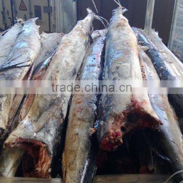 Sailfish DWT photo-2