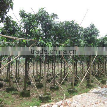 Ficus Altissima Potted for Outdoor Plants photo-2