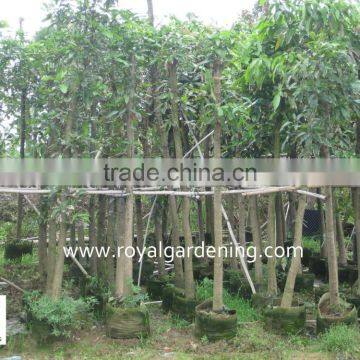 Mangifera Indica Outdoor Plants photo-2
