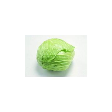 Cabbage