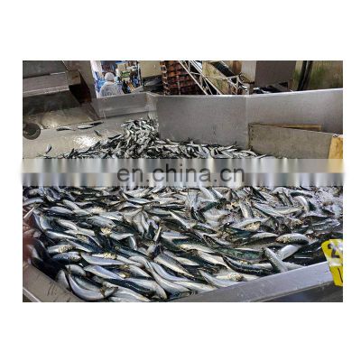 Good quality frozen fish sardine fish for export