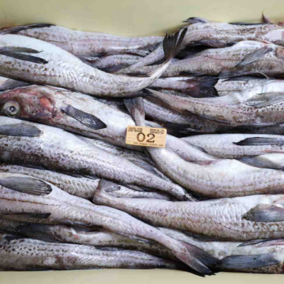 Gadus Chalcogrammus Frozen Alaska Pollock，pollock Fish, Pollock 100-300,300-500g photo-2