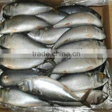 Frozen Pacific mackerel WR Fish for canned mackerel