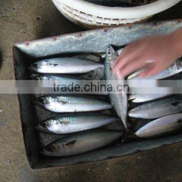 frozen mackerel fillets -atlantic mackerel scomber scombrus