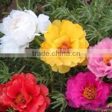 Largeflower Purslance , Portulaca, flower seeds , herb seed,vegetalbe seed,fruit seed,grass seed