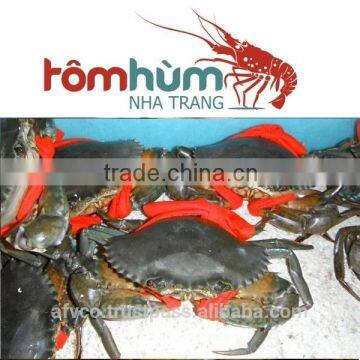 LIVE Mud Crab Vietnam: Male, Female, Egg Mud Crab