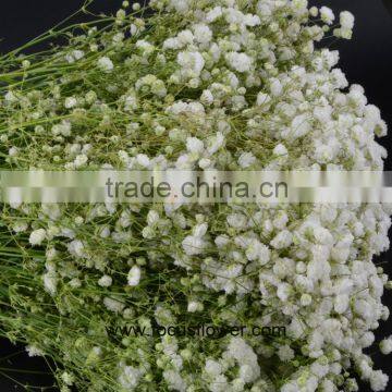  Kenya Wedding Flowers Onlin Shop Gypsophila Plant