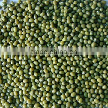 green mung beans