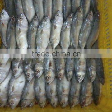 FROZEN INDO PACIFIC MACKEREL WHOLE ROUND - HIGH QUALITY - FAIR PRICES