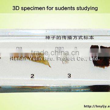 students learning embedding/3D primary school standard Seed dispersal mode specimen for biology teaching