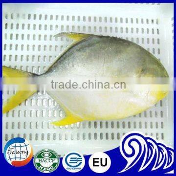 High Quality Frozen golden pomfret fish / golden pompano fish