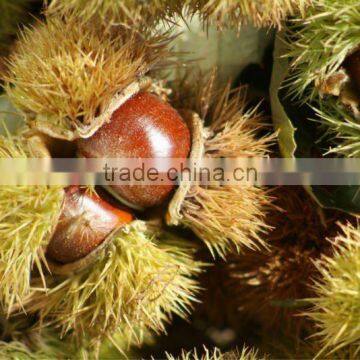 Peeled Roasted Chinese Chestnut new crop