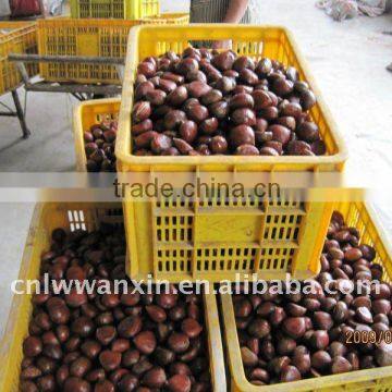 2011 chinese fresh chestnut on sale laiwu wanxin