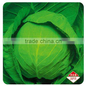 F1 Hybrid chinese vegetable cabbage Seeds for growing-Iron Ball No.3