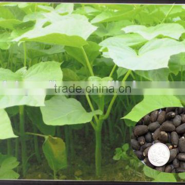 High Purity High Sprouting Rate Jatropha curcas seeds for Planting