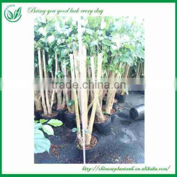 indoor ornamental plants