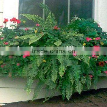 SOL Factory Price Garden Decor Cheap Plastic Pot Plant Container photo-6