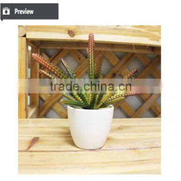 Mini Potted Succulents Flowering Succulent Plants Preserved Mini Succulent Plants Bonsai photo-3