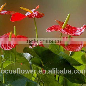 perennial flowering plant fresh cut flower anthuriums for Opening ceremony