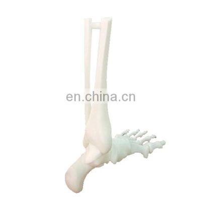 High Precise SLA 3D Printing Rapid Prototype 3D Printing Resin Custom Medical Teaching Model photo-4