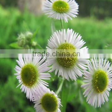 Parthenolide/Feverfew P.E./Feverfew Extract