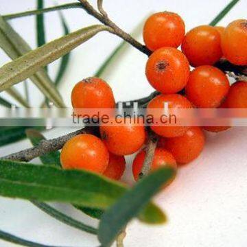 2015 Hot Sale Seabuckthorn Seed Oil Seed Extraction USA ISO Approved Private Label Sports Sutrition Supplements Hippophae rhamno