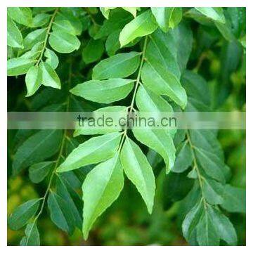 Curry Leaves