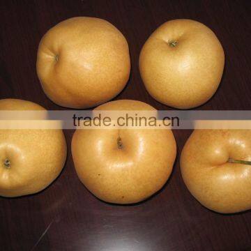 Hot sale fengshui pear/xingao pear/Ya pear