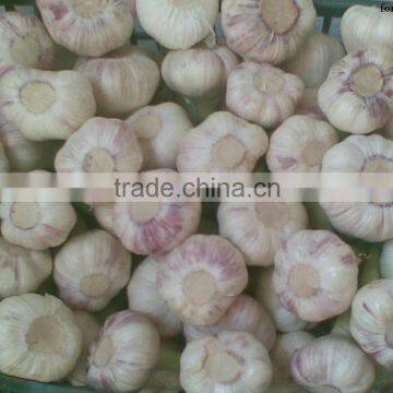 Takings Egyptian Garlic...dry Garlic With Best Quality photo-4