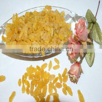 Kingland Sun Dry Gold Raisin, Hand Selected Quality