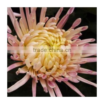 Pink Chrysanthemum seeds For Cultivation