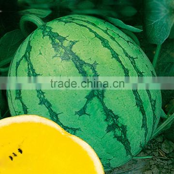 Hybrid f1 watermelon seeds yellow flesh 008