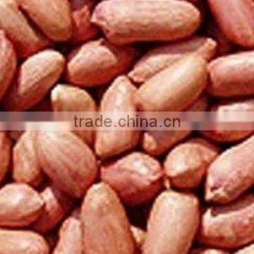 INDIAN JAVA GROUNDNUT