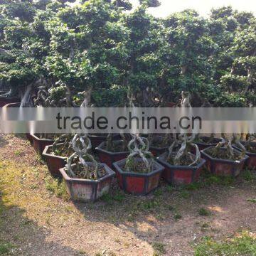Middle Size Braid Tower Shape Bonsai Ficus Microcarpa