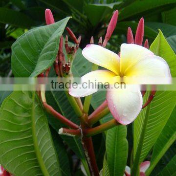 Multi-color Plumeria rubra 'Tricolor'