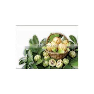 Garcinia Extract