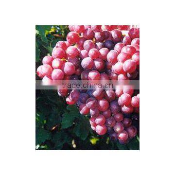 Grape Seed Extract photo-2