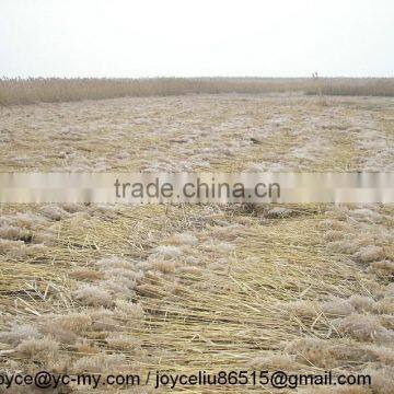 2016 New Harvester Type for Reed Harvester photo-3