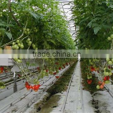 NFT Hydroponic System for Greenhouse