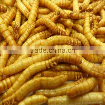 Freeze Dried Mealworms/Freeze Dried Tenebrio Molitors for Pets photo-5