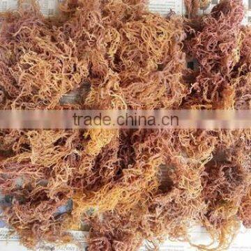 Euchema Spinosum With High Quality photo-5