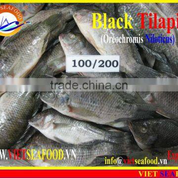 FROZEN BLACK TILAPIA WHOLE ROUND photo-2
