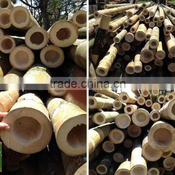 Backyard Scape in Bamboo Cane ,bamboo Poles Wholesale