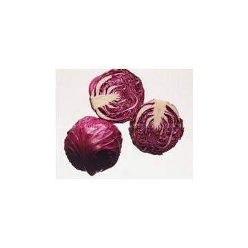Purple Cabbage photo-3