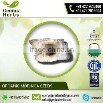 Low Cost Premium Quality Moringa Seeds for Medical Usage photo-3