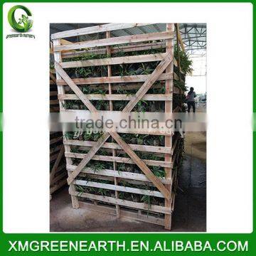 PHYLLOSTACHYS PUBESCENS -- Moso Bamboo Small Plant in Plastic Pots (7)